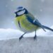 Photo Bird feet - Talons - Perching
