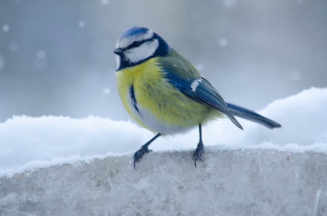 Photo Bird feet - Talons - Perching